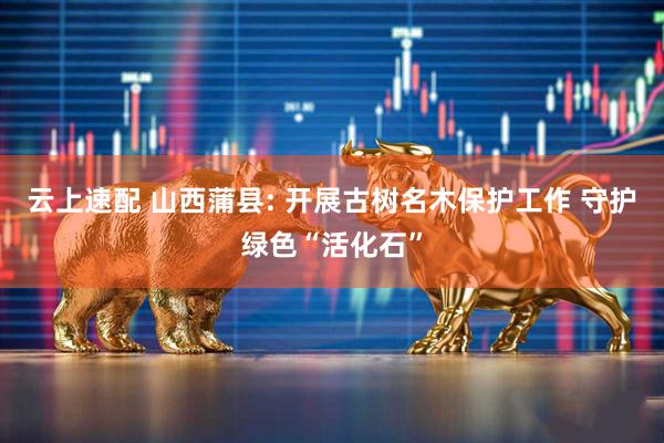 云上速配 山西蒲县: 开展古树名木保护工作 守护绿色“活化石”